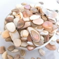 thumbnail image 3 of 300g Natural Crushed Shells for Craft,Bexikou Irregular Sea Shell Pieces Crushed Seashells Pieces Chips for Home Decoration Art Crafts DIY Projects Weddings Party, Succulent Plants, 3 of 6