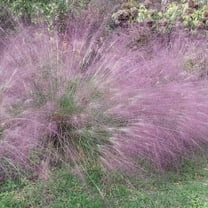 Drought Tolerant Love Grass Eragrostis Spectabilis Ornamental Grass Seed - 1000 Seeds