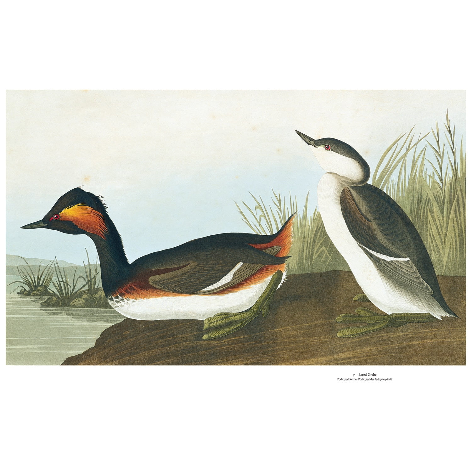 Audubon's Birds of America: The Baby Elephant Folio, (Hardcover)