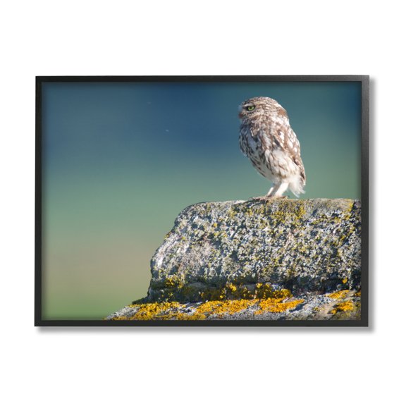 Stupell Industries Small Owl Gazing Thoughtfully Mossy Rock Scenery Photograph Black Framed Art Print Wall Art, Design by James Dobson