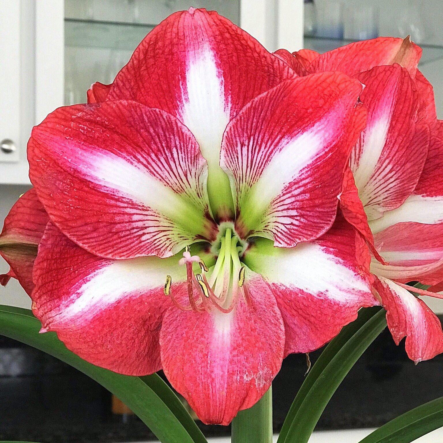 Easy to Grow Bulbs Amaryllis Monte Carlo