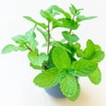 thumbnail image 2 of Pack 2 Peppermint Plants Live, 4-6 Inch Tall Peppermint Herb Starter Plant, Bare Root, Fragrant Mint Plants for Indoors Outdoors Gardens, 2 of 5