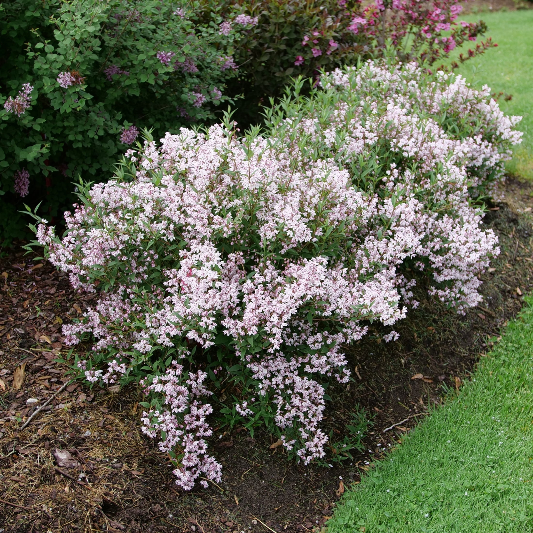 Proven Winners ColorChoice 6" Pink Yuki Kabuki Deutzia Live Plant in 7.5" Pot