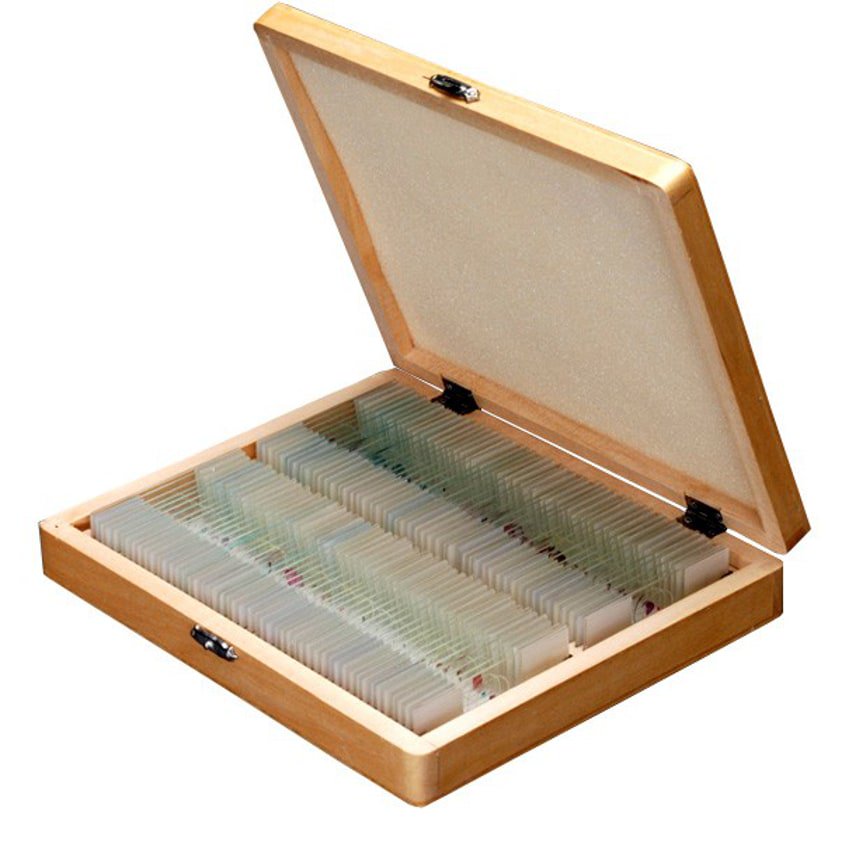 AmScope 100 PC Prepared Biological Microscope Glass Slides Set A