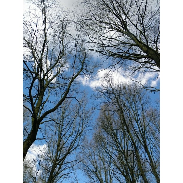 Forest Clouds Trees Sky Aesthetic Blue Nature Inch By 30 Inch Laminated Poster With Bright Colors And Vivid Imagery Fits Perfectly In Many Attractive Frames Walmart Com Walmart Com