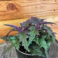 thumbnail image 4 of Gynura Aurantiaca Purple Velvet, 4" Plant, The Plant Farm, 4 of 4