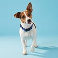 thumbnail image 2 of Vibrant Life Solid Polyester Adjustable Dog Collar, Blue, S, 2 of 11