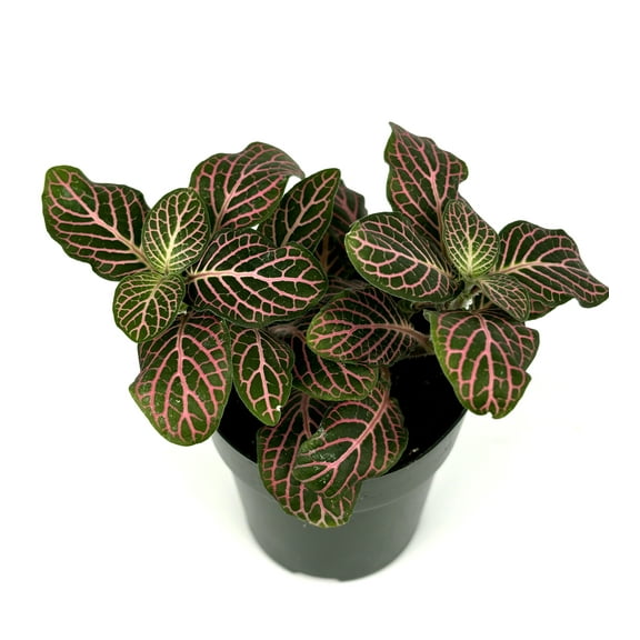Fittonia Pink Nerve Plant Live Potted Houseplants Air Purifying, 2.5" Pot…