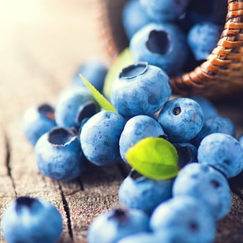 Van Zyverden Blueberry Climax Dormant Perennial  Root GMO Free, Full Sun; 6+ Hrs Blue