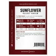 Velvet Queen Sunflower Seeds