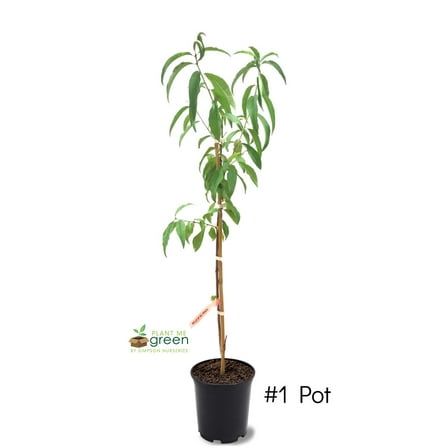 Expert Gardener 1-2 ft. tall Contender Peach Live Tree in 1-Gallon Grower Pot