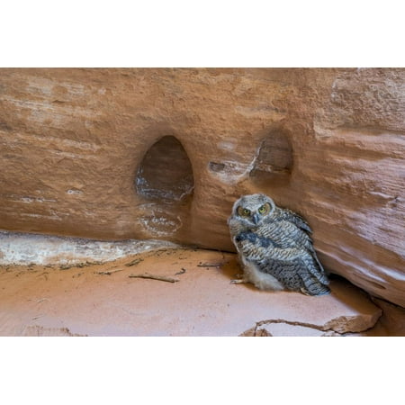 Great Horned Owlet in Buckskin Slot Canyon, Vermillion Cliffs, Utah Print Wall Art By Howie