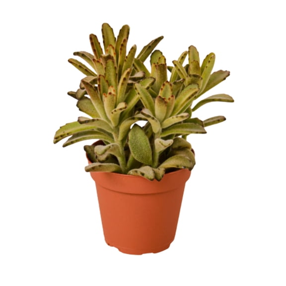 Kalanchoe Tomentosa 'Chocolate Soldier' Succulent - 4" Pot, 4" Pot, Indoor Houseplant, Easy Care, Live Plant for Indoor & Outdoor