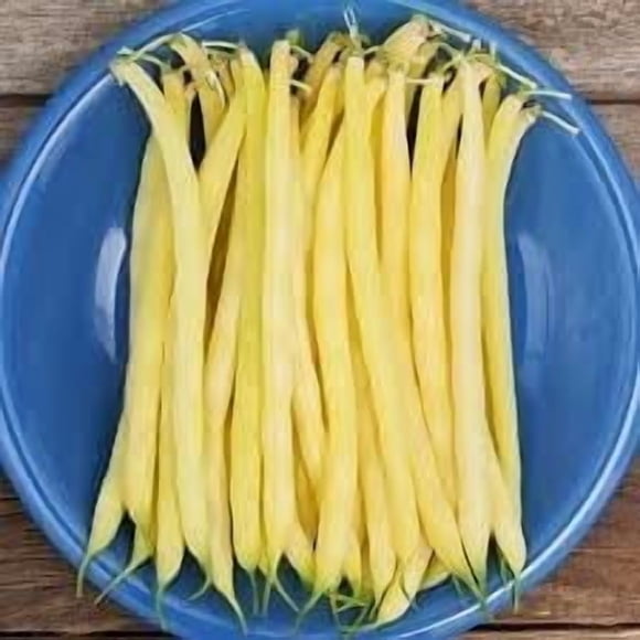 HIGHGW Yellow Bean Seeds 100+ Gold Rush Bush Bean Seeds from 2025 Growing Season Heirloom Seeds 4-5" Pods Organic- Treated Seeds Extra Protection Against pests and Insects Damage.