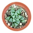 thumbnail image 4 of Haworthia Retusa (4"+ Plastic Pot) - Tiny, Lovely, Easy to Care Rosette Succulent for Beginners - Live Healthy Succulent for Home Office, 4 of 5