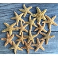 thumbnail image 1 of Sugar Starfish | 15 Brown Sugar StarFish 2" to 3" | Nautical Crush Trading TM, 1 of 2