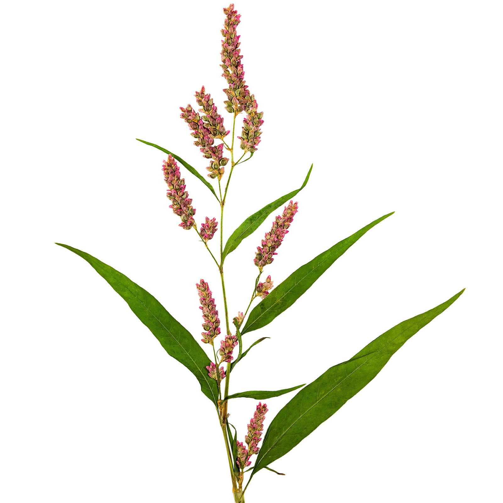 Water Pepper Seeds - 4 Oz Bulk - Non-GMO Culinary Herb Garden & Microgreens - AKA: Asian Marshpepper, Knotweed, Smartweed