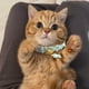 thumbnail image 4 of Collar para gatos con cierre de seguridad y colgante Collares ajustables para gatos pequeños Fiesta, collar para gatos Anillo para el cuello, 4 of 5