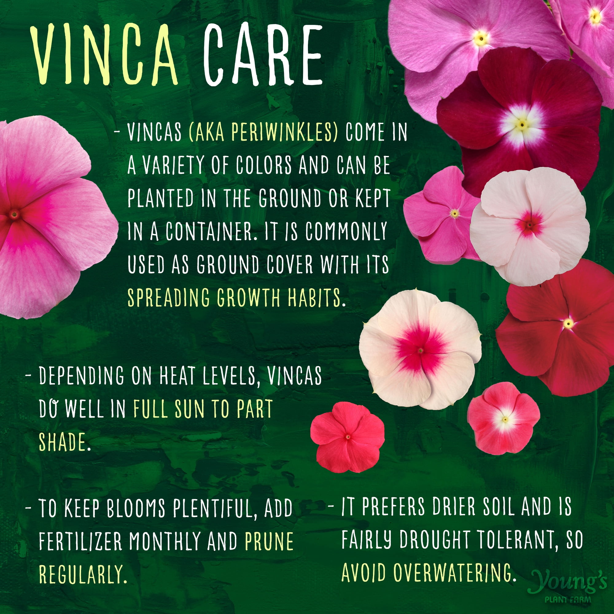 Expert Gardener Vinca Trailing Various Colors Hanging Basket, Outdoor Live Plants, Full Sun, Annual, 1.5 Gallon (1 Count Pack)