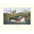 thumbnail image 2 of Audubon, John James 32x26 Gold Ornate Wood Framed with Double Matting Museum Art Print Titled - American Pied-Bill Dobchick (decorative border), 2 of 4