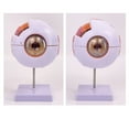 thumbnail image 4 of Anatomical Human Eyeball Model for Hospital Lab, Removable Eyeball Anatomy Model, 4 of 10