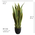 thumbnail image 2 of Sansevieria Plant, 2 of 3