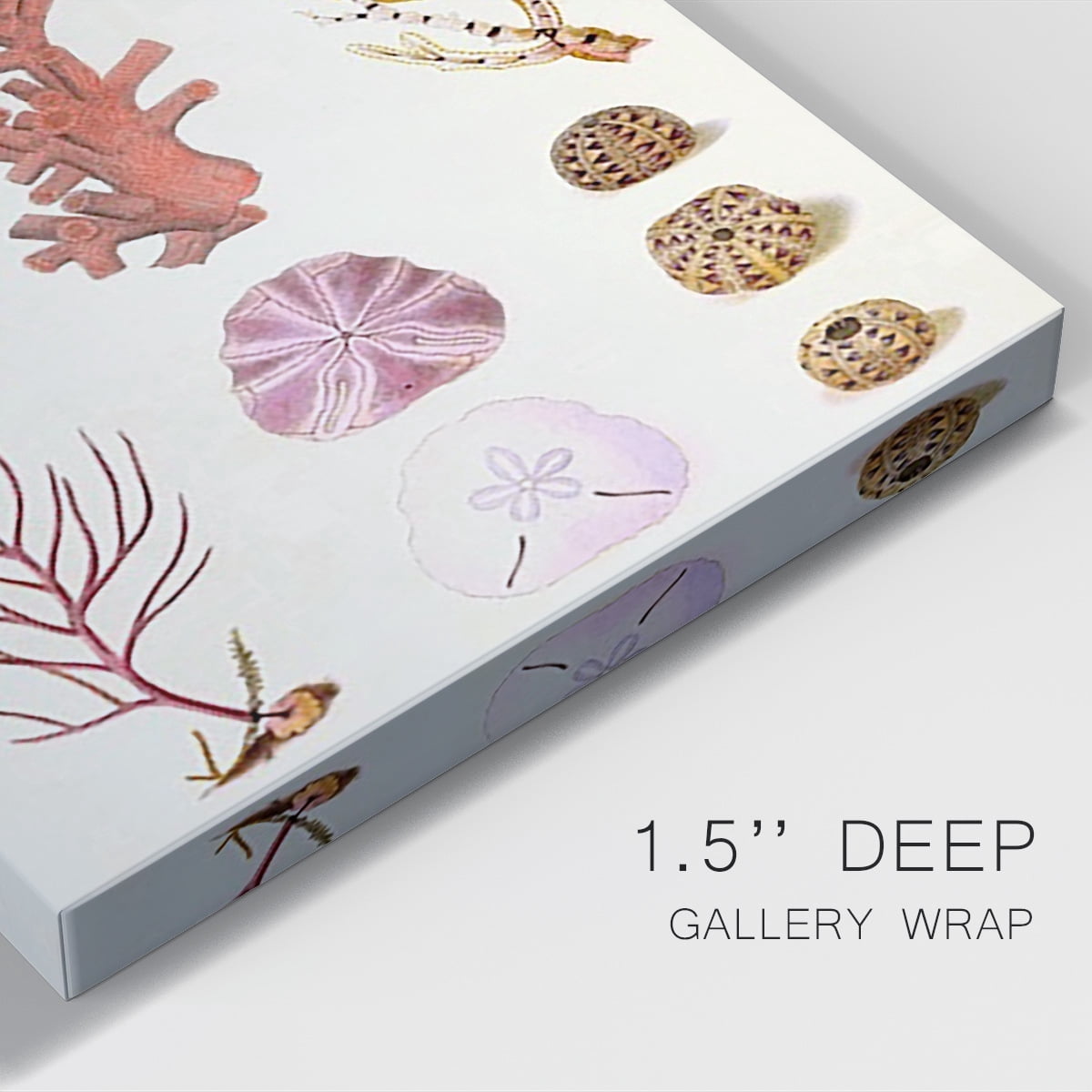 Coral & Shell Collage II Premium Gallery Wrapped Canvas - Ready to Hang