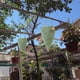 thumbnail image 4 of Red Colgante de Nido de Abeja Repelente de Abejas | Repelente de Avispas Duradero y Relleno de Algodón | Decoración para Jardín y Patio Resistente a La Intemperie | Trampa para Avispas con Bolsa de N, 4 of 6