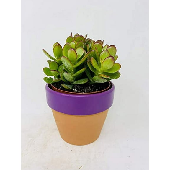 Sunset Jade Plant - Crassula - 4" Clay Pot by JMBAMBOO