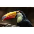 thumbnail image 2 of Ronin 18x12 White Modern Wood Framed Museum Art Print Titled - The Toucan, 2 of 4