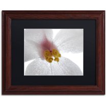 Trademark Fine Art "Escargo Begonia Flower" Canvas Art by Kurt Shaffer, Black Matte, Wood Frame