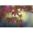 thumbnail image 2 of Crane, Rita 24x17 Gold Ornate Wood Framed with Double Matting Museum Art Print Titled - Japanese Maple IV, 2 of 4