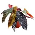 thumbnail image 2 of Harmony's Stealth Fighter Angel Wing, 6 inch Cane Begonia Large Silver Tip White Flower Polkadot, 2 of 4