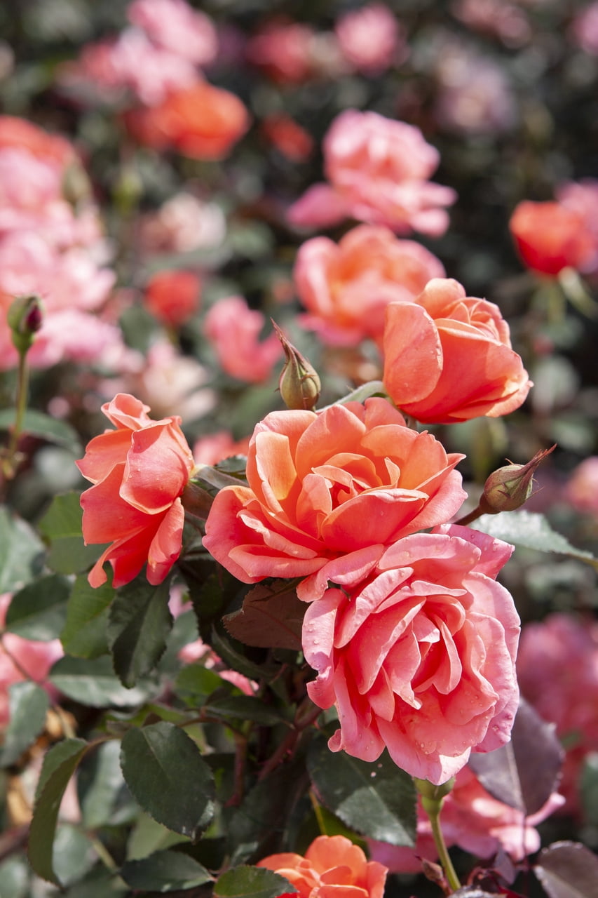 Knockout 1Gal Coral Rose Live Shrub Grower Pot Sun