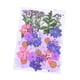 thumbnail image 4 of Toystoory Ramos naturales de flores secas, flores prensadas, múltiples artesanías florales mixtas, hermosos accesorios DIY, suministros para álbumes de mi 5piezas Toystoory CBP225331, 4 of 4