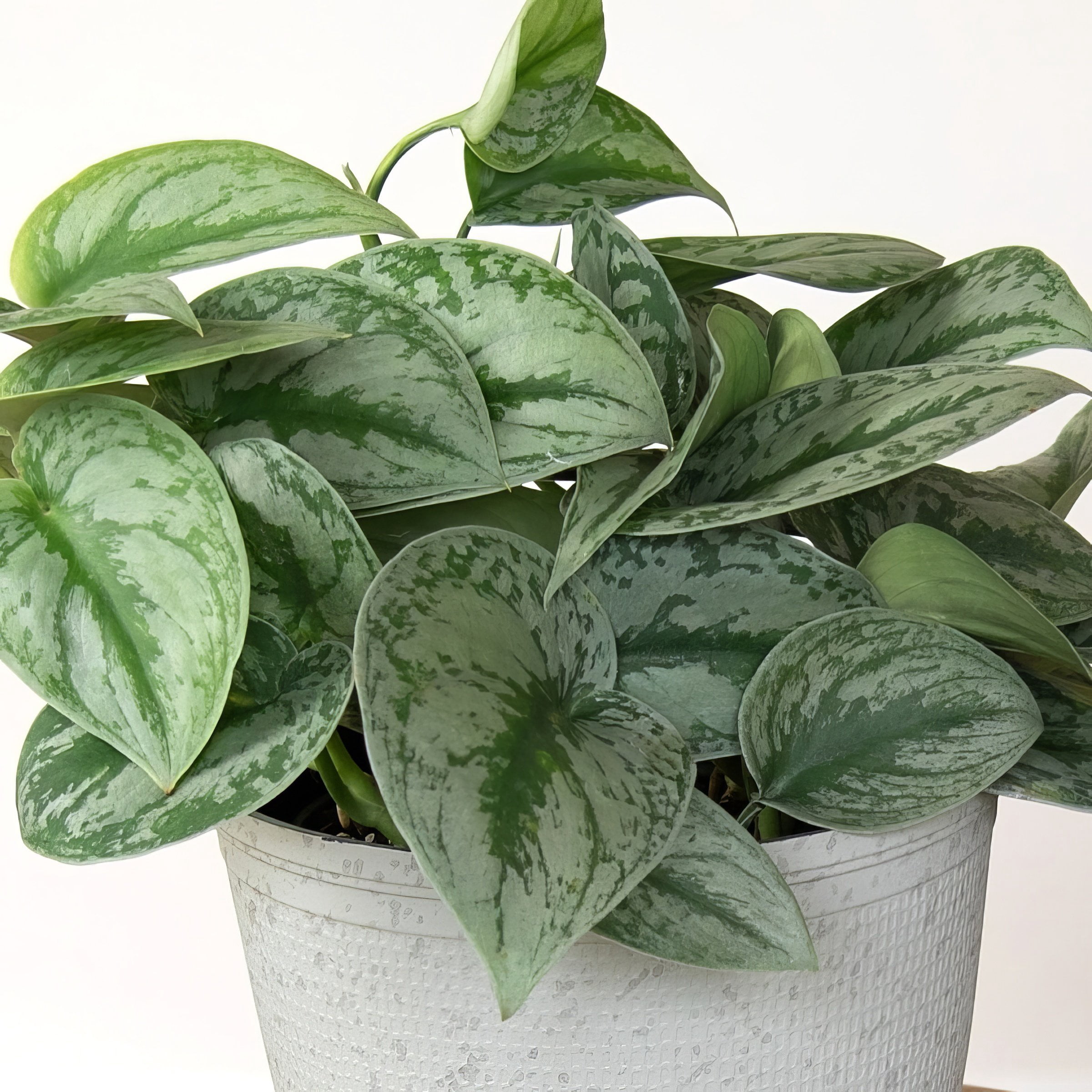 6 in. Pothos Silver Satin Plant in Grower Container