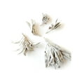 thumbnail image 2 of Reiki Charged White Sage Salvia Apiana Wildcrafted in the USA Loose Leaf Dried Broken Pieces 1 oz bag Smudging Sacred Herbs Tea, 2 of 3