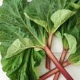 thumbnail image 3 of Hardy Tarty Rhubarb Dormant Bare Root Vegetable Starter Plant (1-Pack), 3 of 4