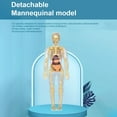 thumbnail image 4 of Human Body Simulation Organ Model Children‘S Toys  Organ Bone Structure  Cognitive Science Education Puzzle  Diy Model Teaching, 4 of 7