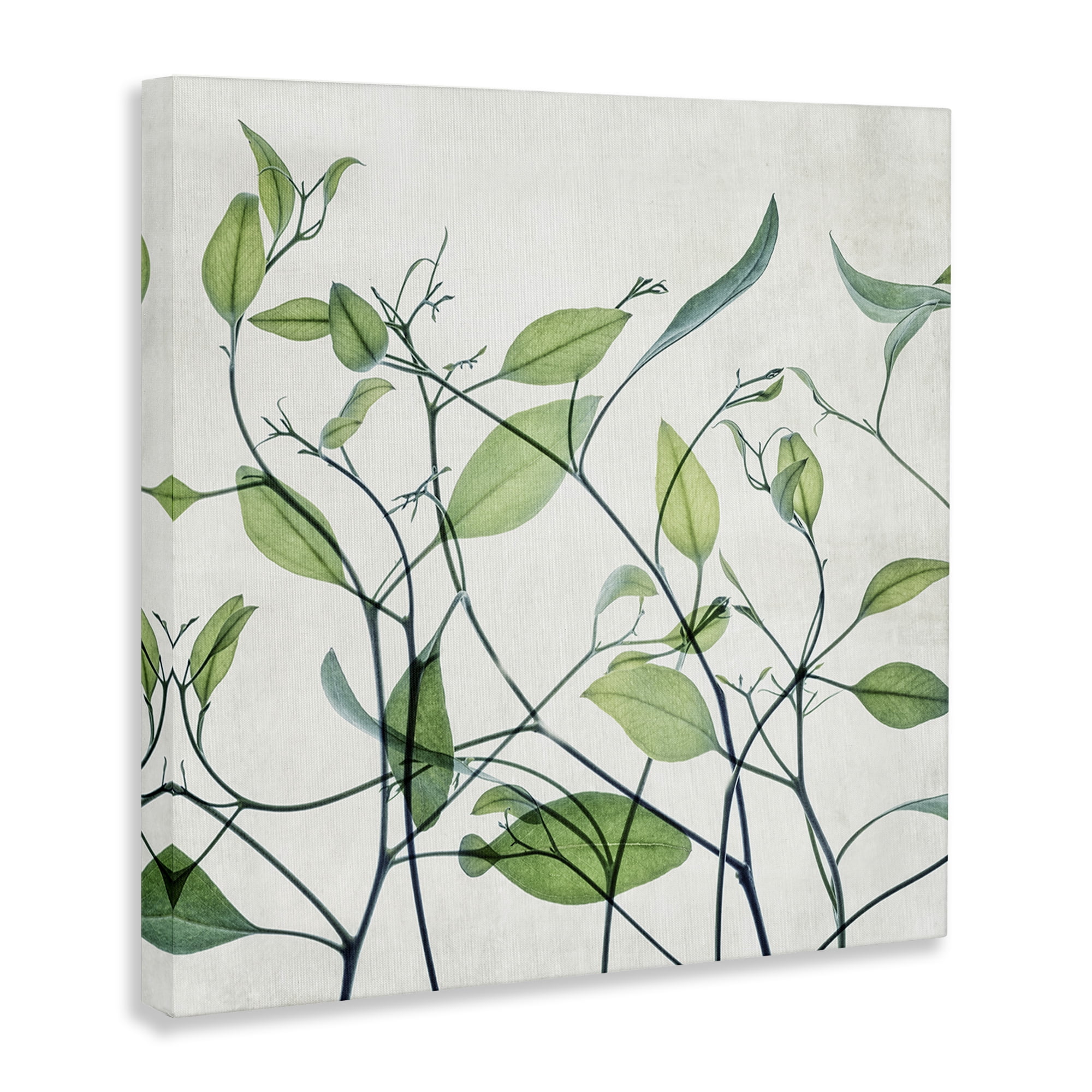Stupell Industries Modern Vine Pattern Botanical & Floral Painting Gallery Wrapped Canvas Art Print Wall Art, 36 x 36
