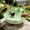 Light Green, variant on Ceramic Bird Bath for Outdoors, 10.1" Glazed Ceramic Bird Baths Bowls and Feeders for Outside, UV/Frost-Resistant Finish Ground Garden Table Top Bird Baths Decor for Patio Yard  Green