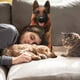 thumbnail image 4 of Almohadas Decorativas para Terraza Al Aire Libre onlyliua Temática de Perros 19,68 X 7,8 Pulgadas, 4 of 6