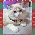 thumbnail image 4 of Pet collars, dog drool scarves, neck rings, cat scarves, neck accessories for Christmas, 4 of 5