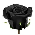 thumbnail image 2 of Decor-land-FS Black Rose Flower Seeds, Very dark maroon black-like color, 2 of 3