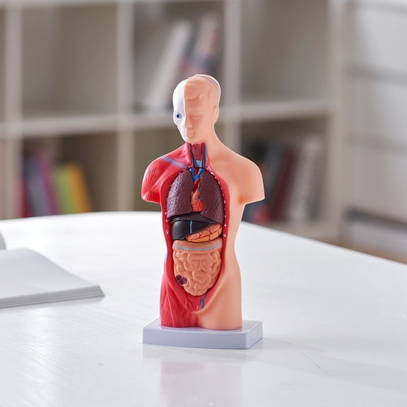 Anatomical Human Torso Model - 11 Inch 15-Part Detachable Organs, Perfect for School Science Learning & Study
