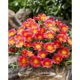 thumbnail image 4 of Better Homes and Gardens Outdoor Live Plant Delosperma Iceplant Ocean Sunset Orange Glow Orange 2.5QT, Full Sun, 4 of 5