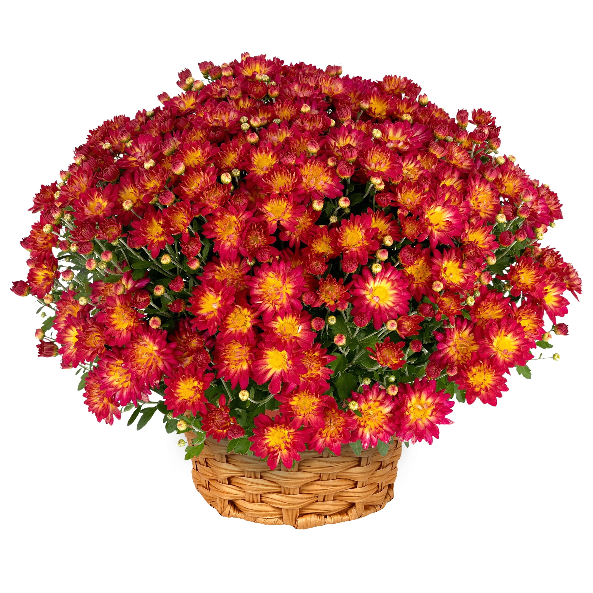 Better Homes & Gardens Sunset Yellow Bicolor Mums Live Plant Garden in 12 in Fall Basket
