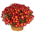 thumbnail image 3 of Better Homes & Gardens 2.5G Yellow Mum Live Plant in Bushel Basket, 3 of 7