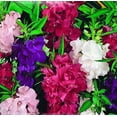 thumbnail image 3 of czcpp-GL Seeds Indoor Balsam Camilia Mix Non GMO, 3 of 4