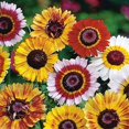 thumbnail image 2 of SHIQI-- 100+ Mums Chrysanths Chrysanthemum Rainbow - Flower Mix, 2 of 4
